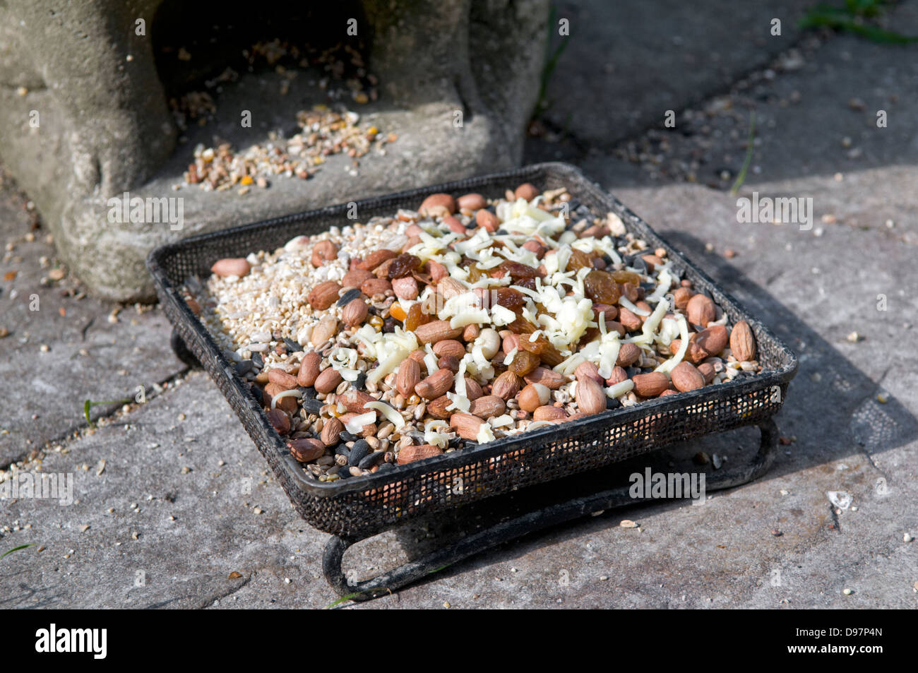 Massa bird feeder contenenti noci, semi, formaggio e uvetta in giardino in Manafon, Wales, Regno Unito Foto Stock