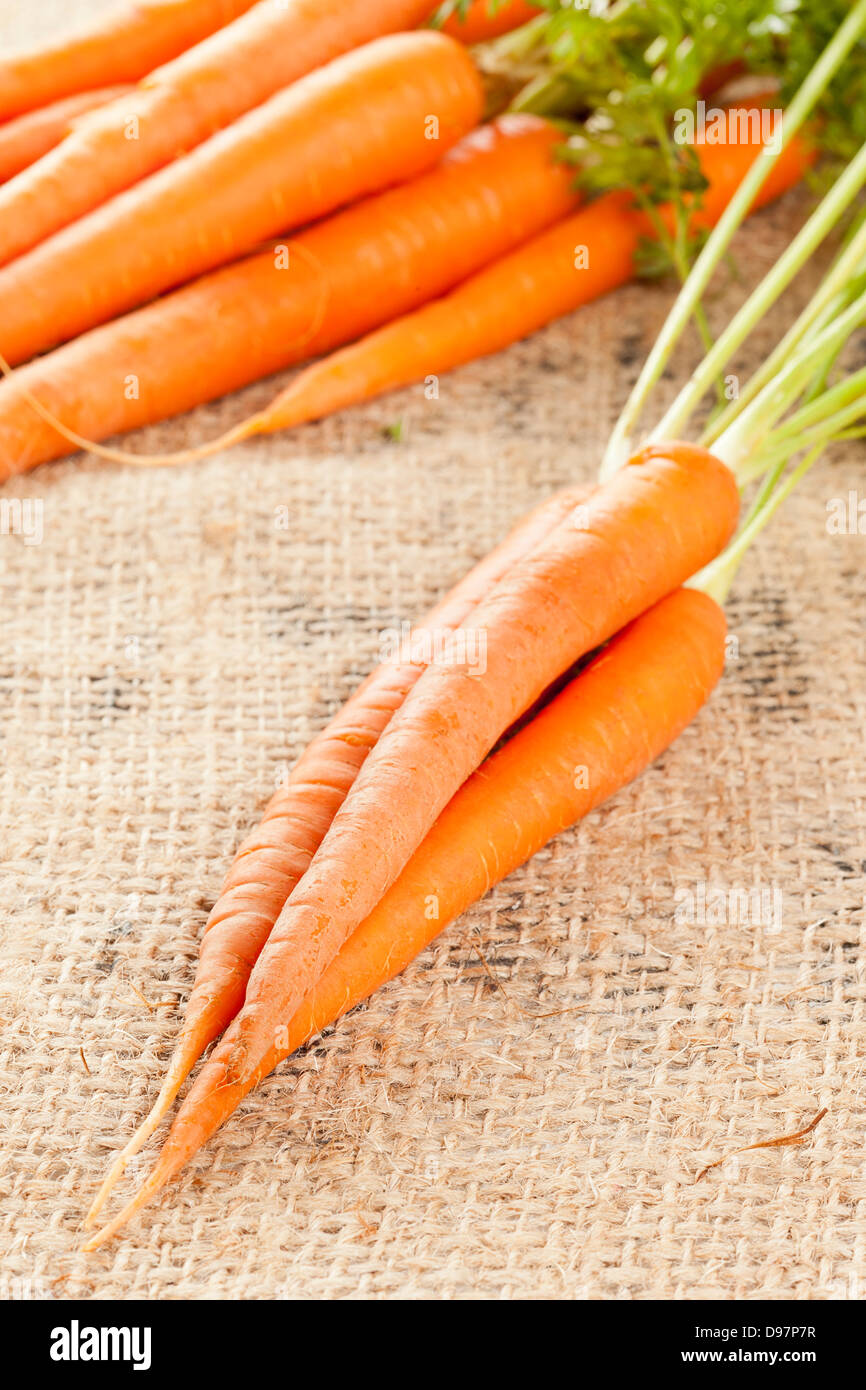 Freschi carote organico contro una massa posteriore Foto Stock