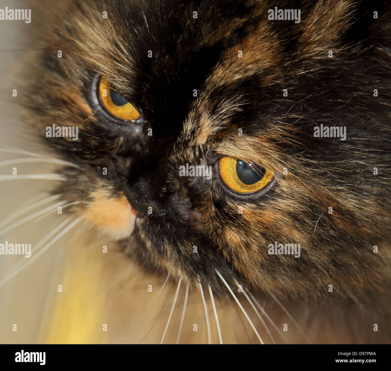 Gatto arrabbiato Foto Stock