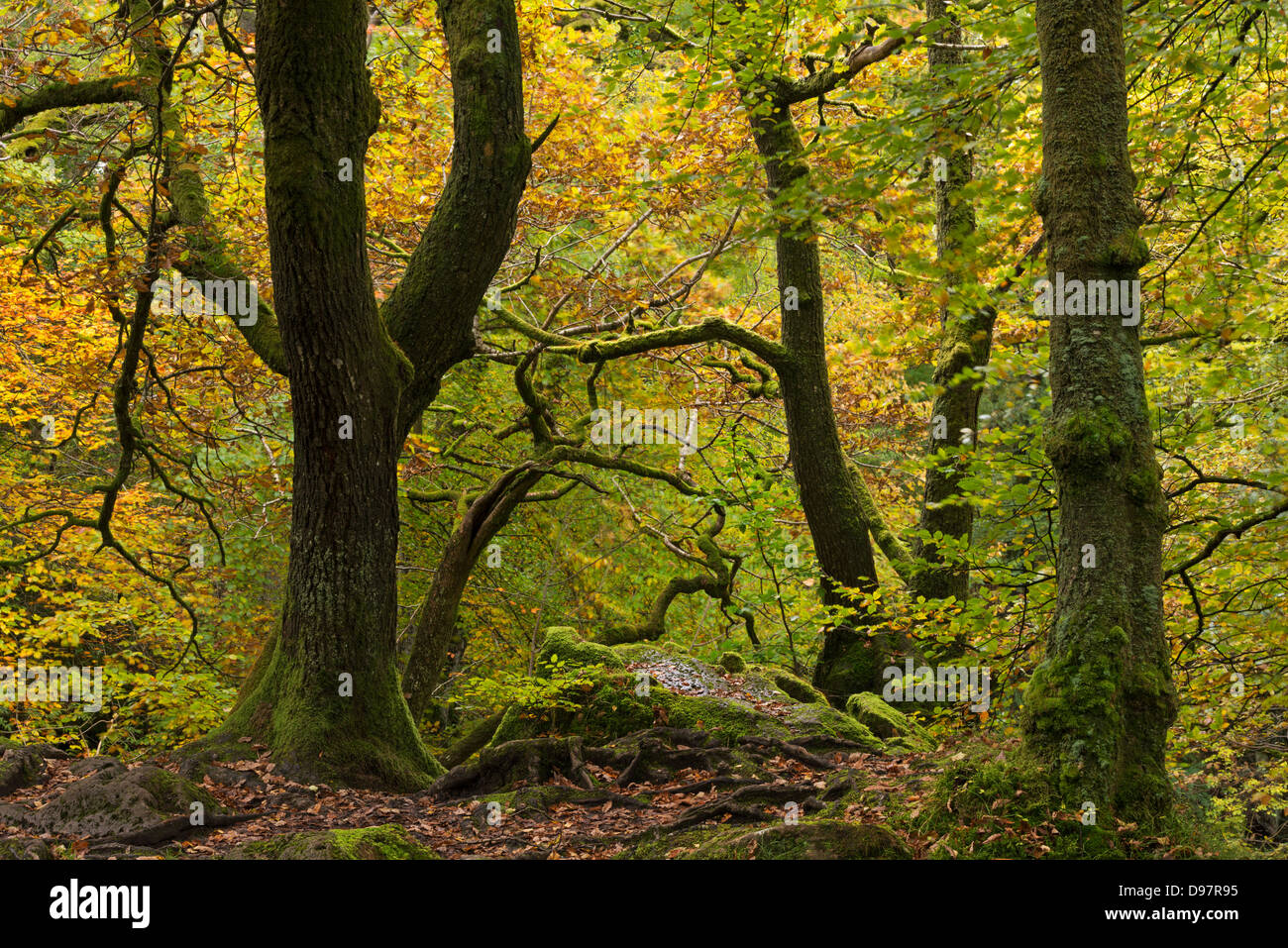 Bosco di latifoglie con colorati fogliame di autunno, Ambleside, Lake District, Cumbria, Inghilterra. In autunno (ottobre 2012). Foto Stock