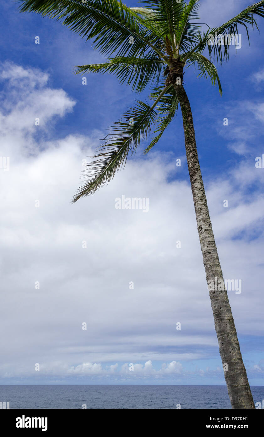 Costa di Maui con Palm tree al vento Foto Stock