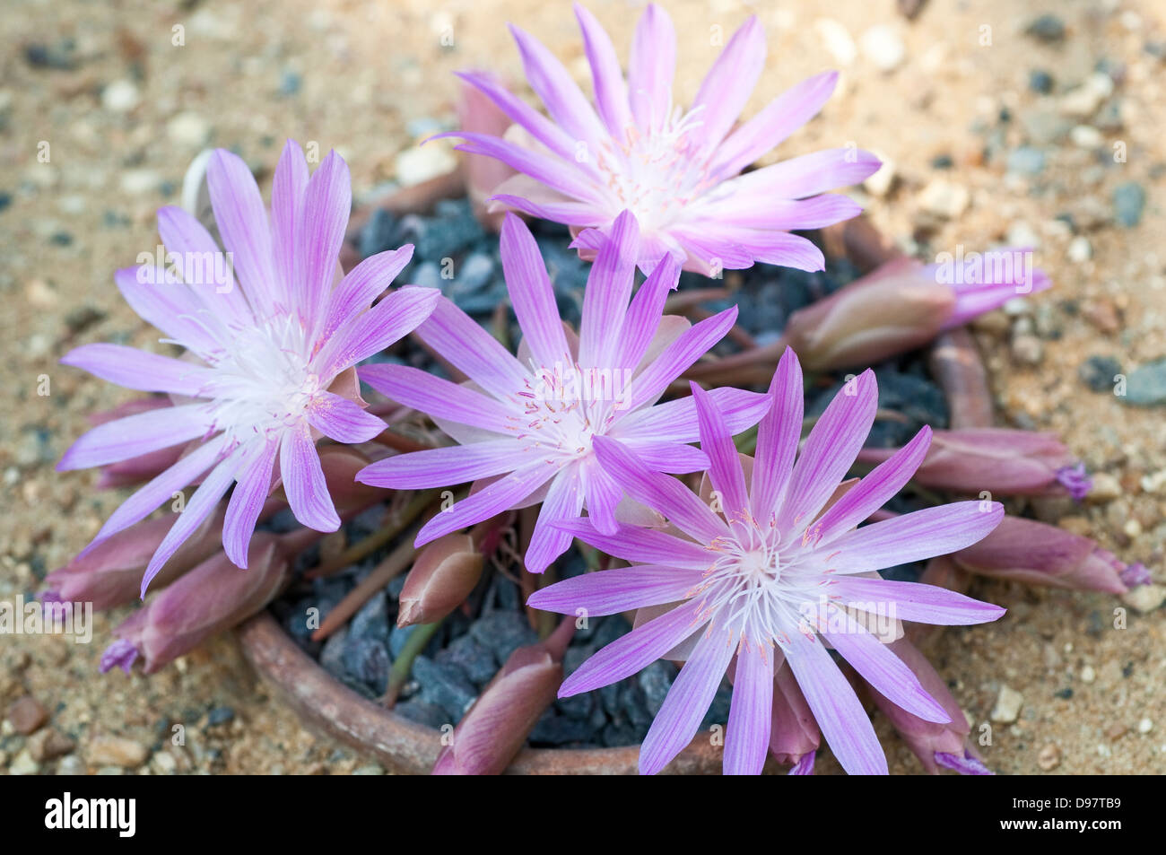 Lewisia redviva, nome comune Bitterroot Foto Stock