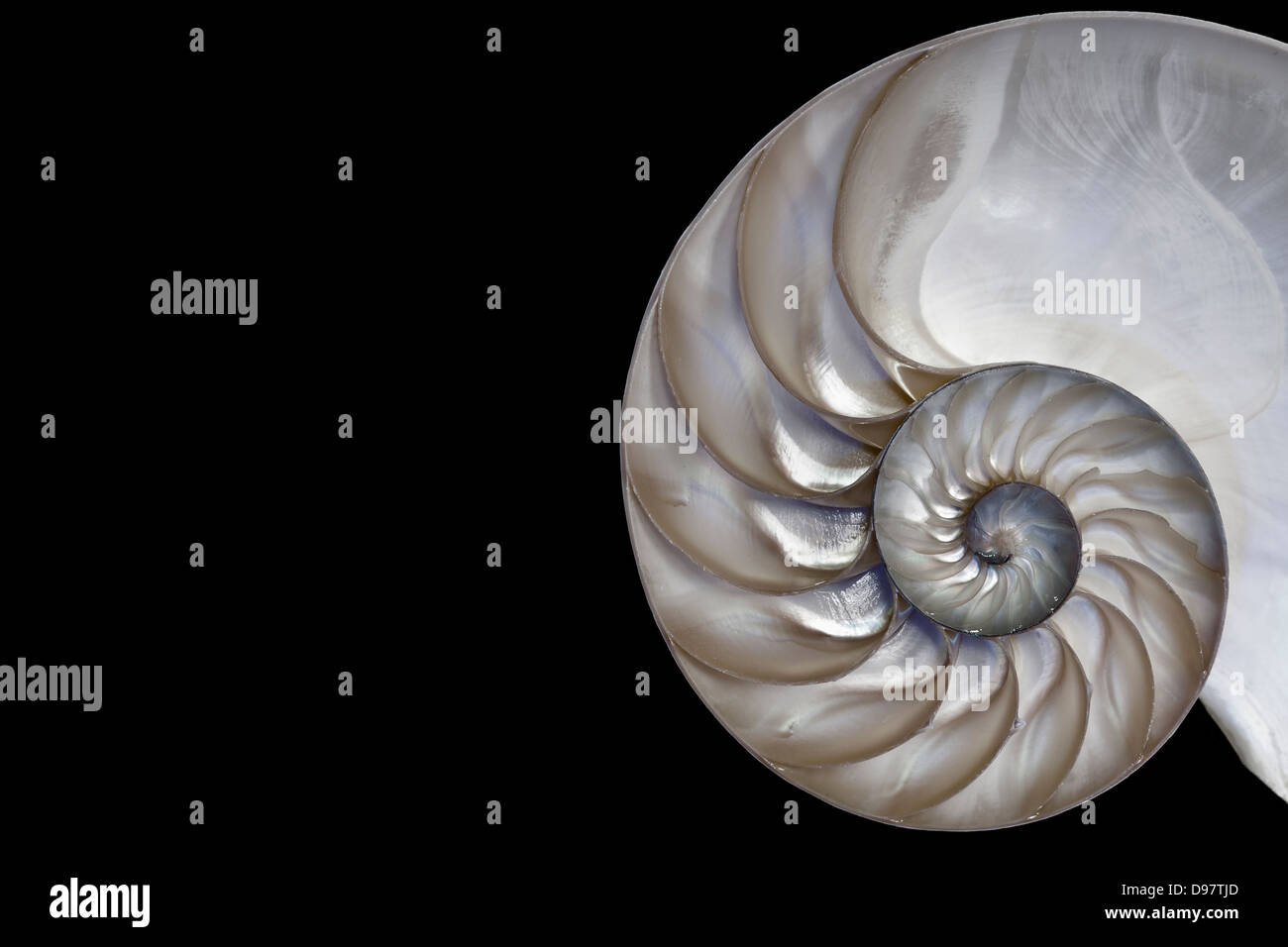 Nautilus shell.Una bella Fibonacci Foto Stock
