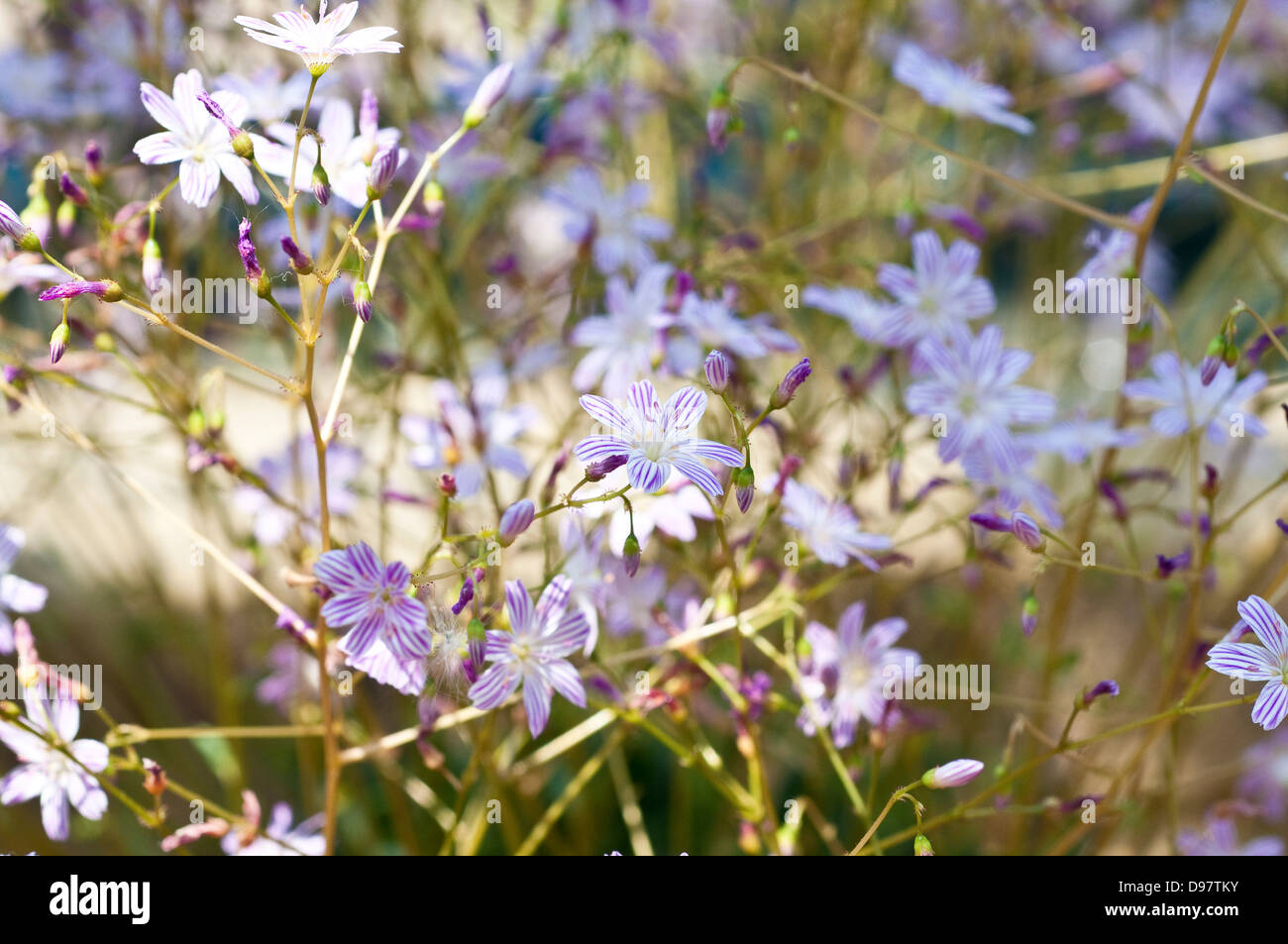 Lewisia columbiana, nome comune lewisia colombiana Foto Stock