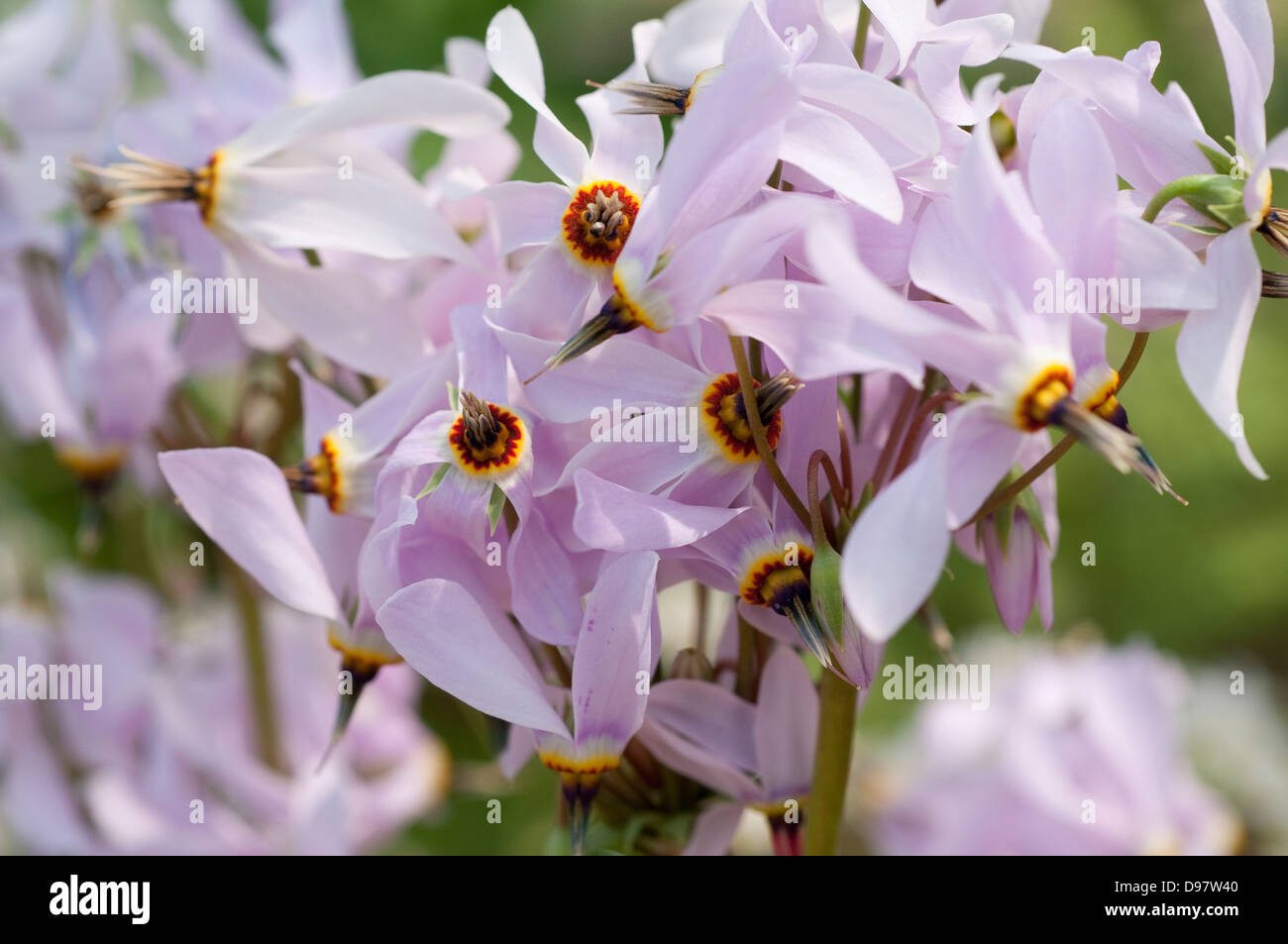 Jeweled Shooting Star, Dodecatheon radicatum Foto Stock