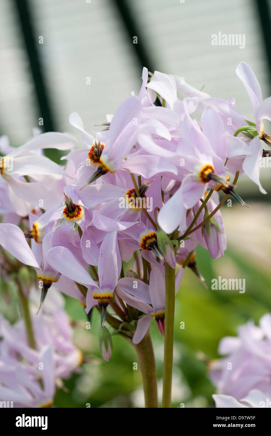 Jeweled Shooting Star, Dodecatheon radicatum Foto Stock