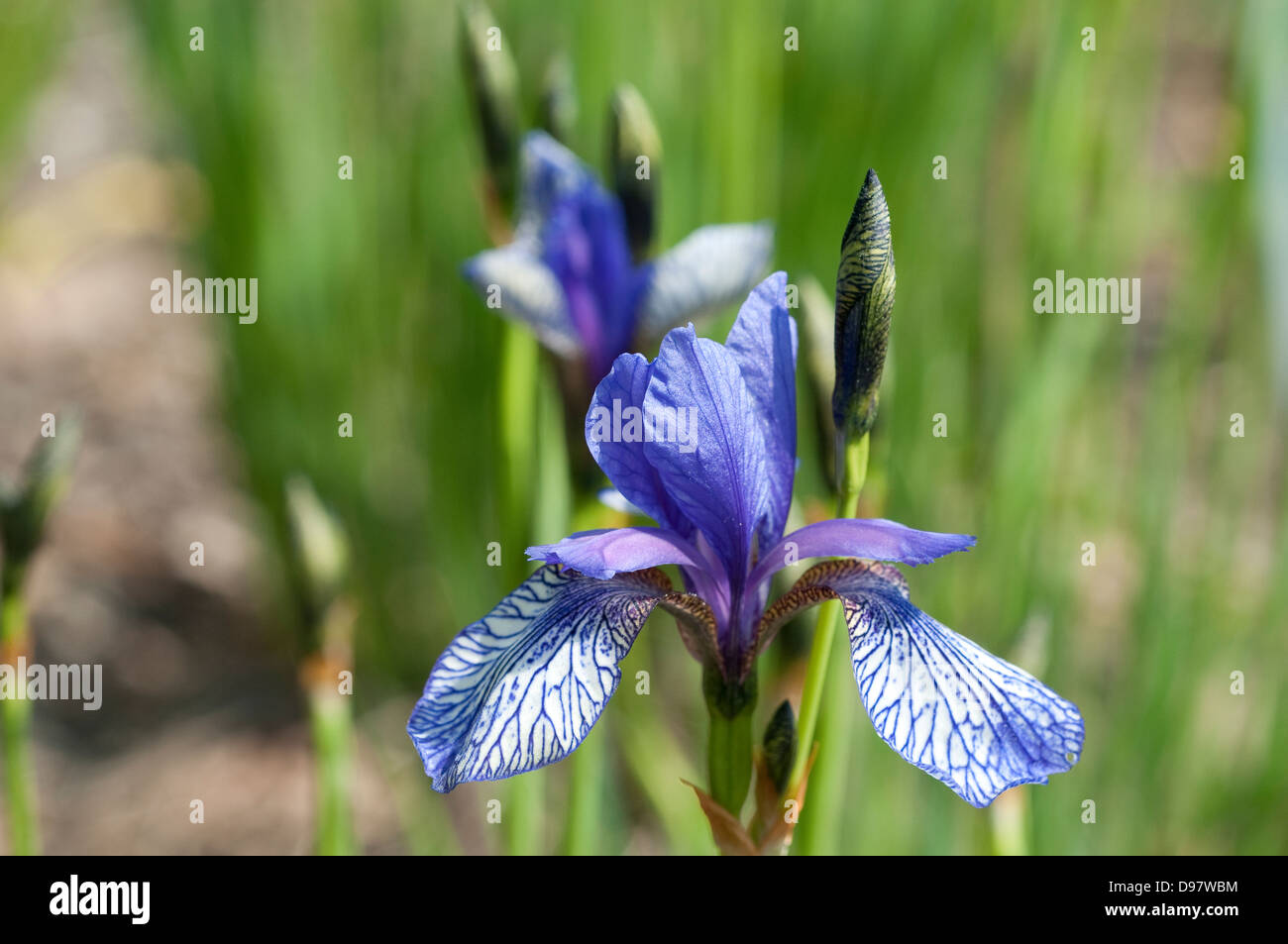 Iris sibirica 'Sea ombre" Foto Stock