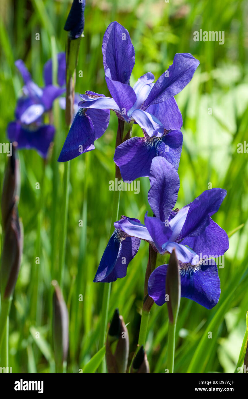 Iris sibirica 'Cesare fratello' Foto Stock