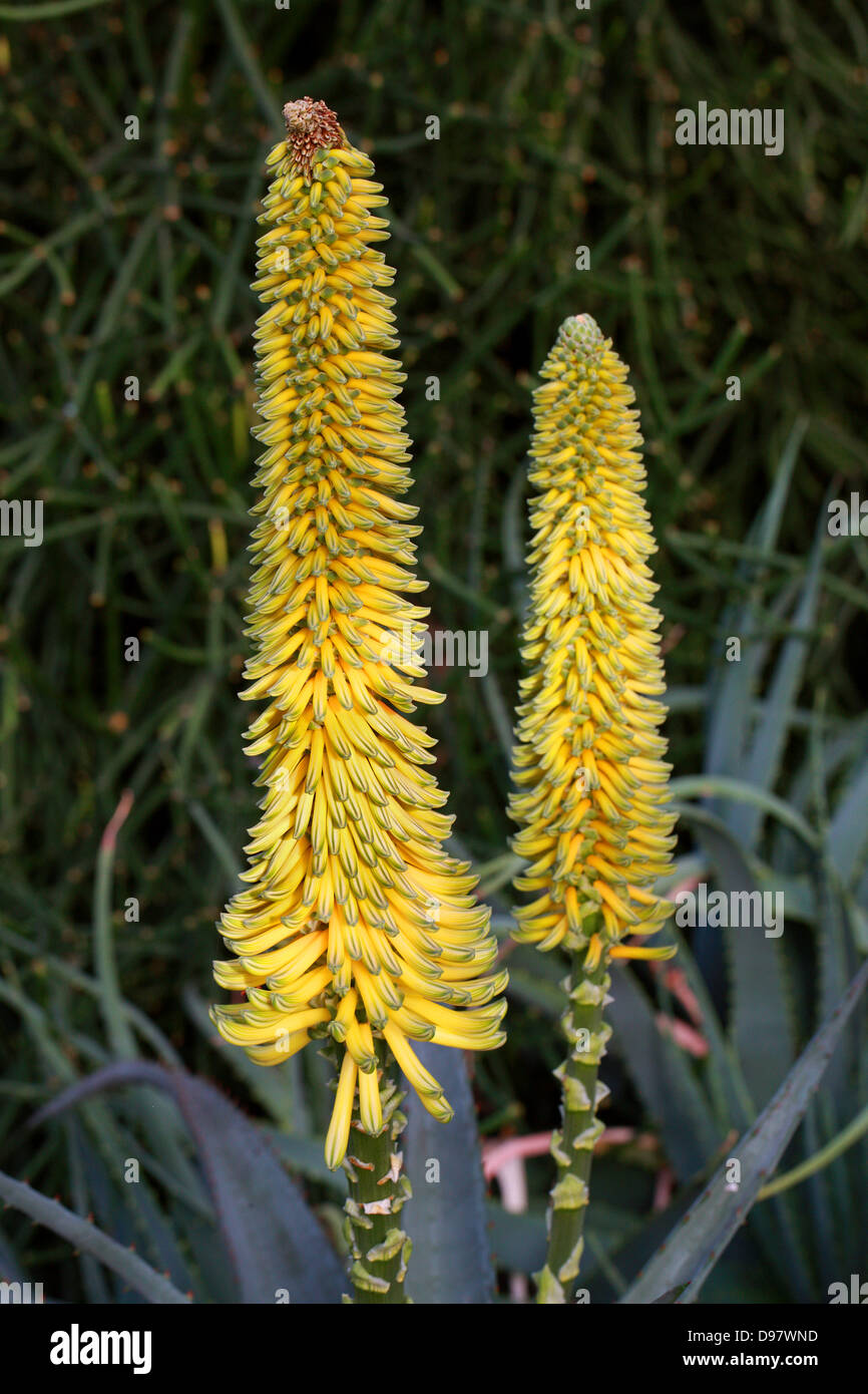 Aloe africana, Aloe Spinosa o Uitenhage Aloe, Aloe Africana, Asphodelaceae (Aloaceae), Sud Africa Foto Stock