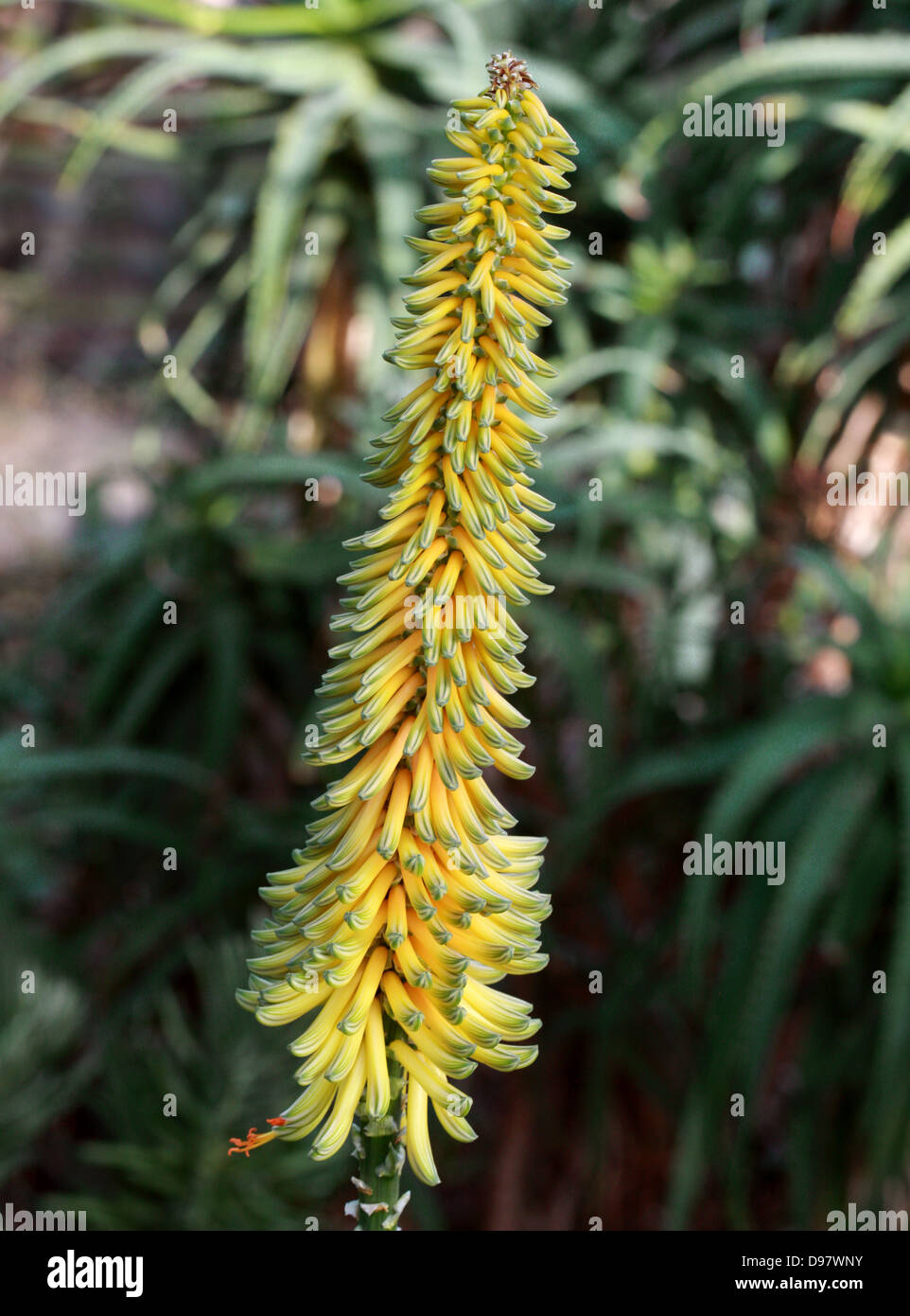 Aloe africana, Aloe Spinosa o Uitenhage Aloe, Aloe Africana, Asphodelaceae (Aloaceae), Sud Africa Foto Stock