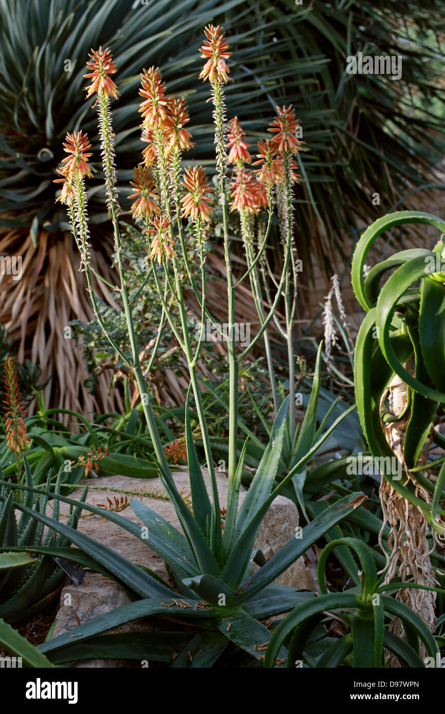 Aloe yemenica, Asphodelaceae (precedentemente Aloaceae), la penisola arabica Foto Stock