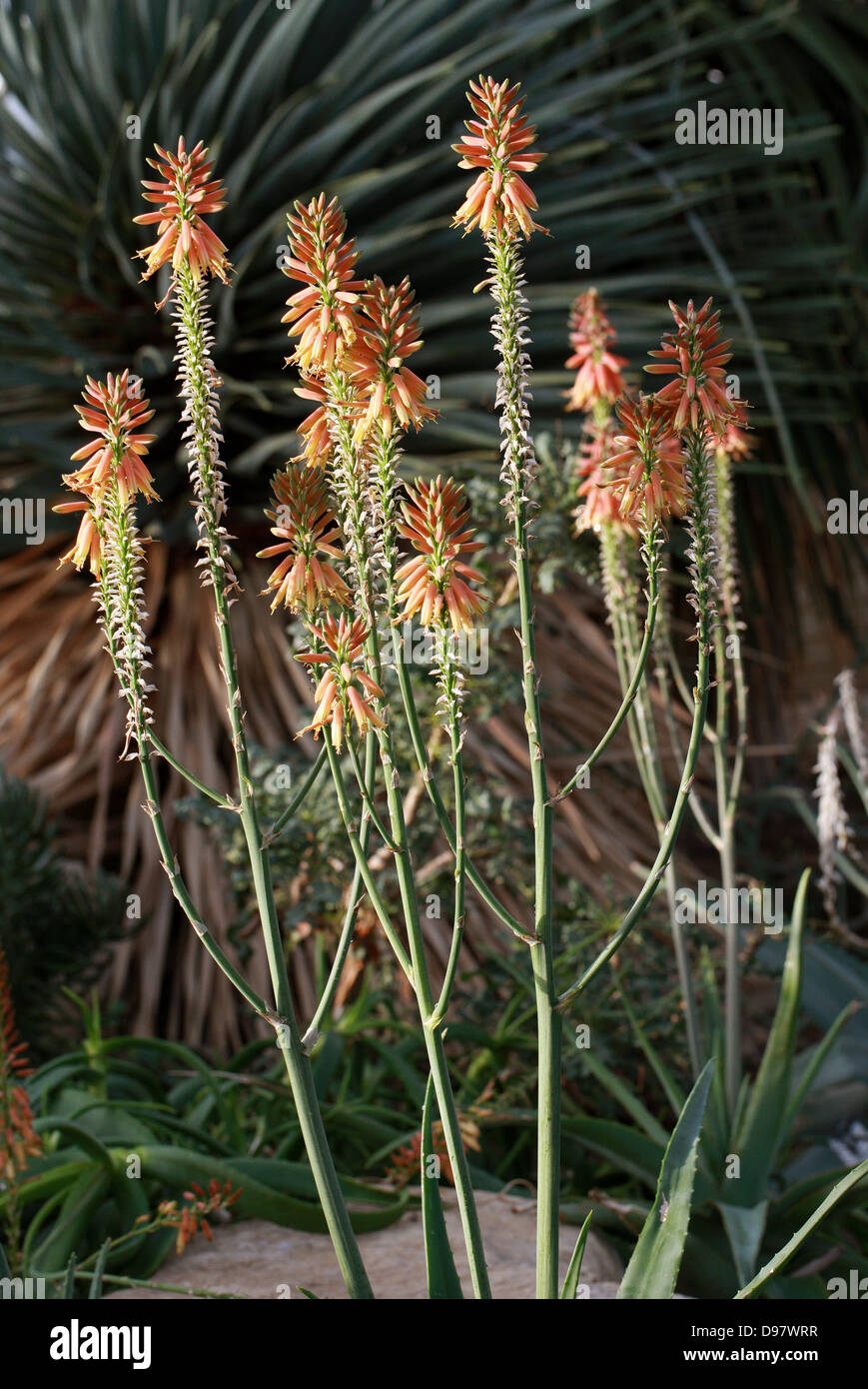 Aloe yemenica, Asphodelaceae (precedentemente Aloaceae), la penisola arabica Foto Stock