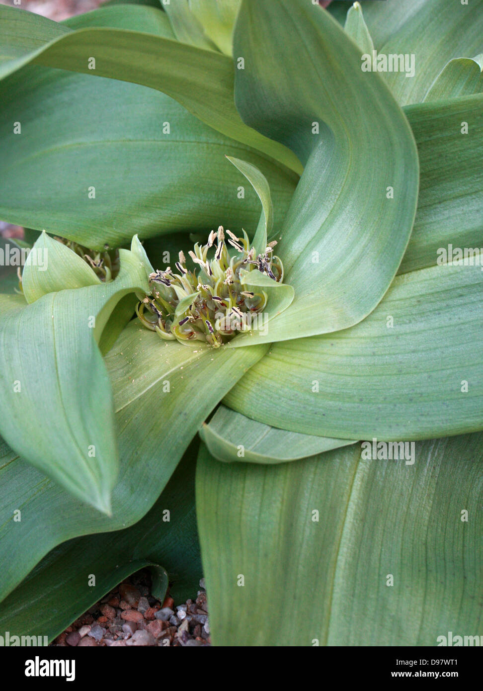 Androcymbium vanjaarsveldii, Colchicaceae. Sud Africa. Foto Stock