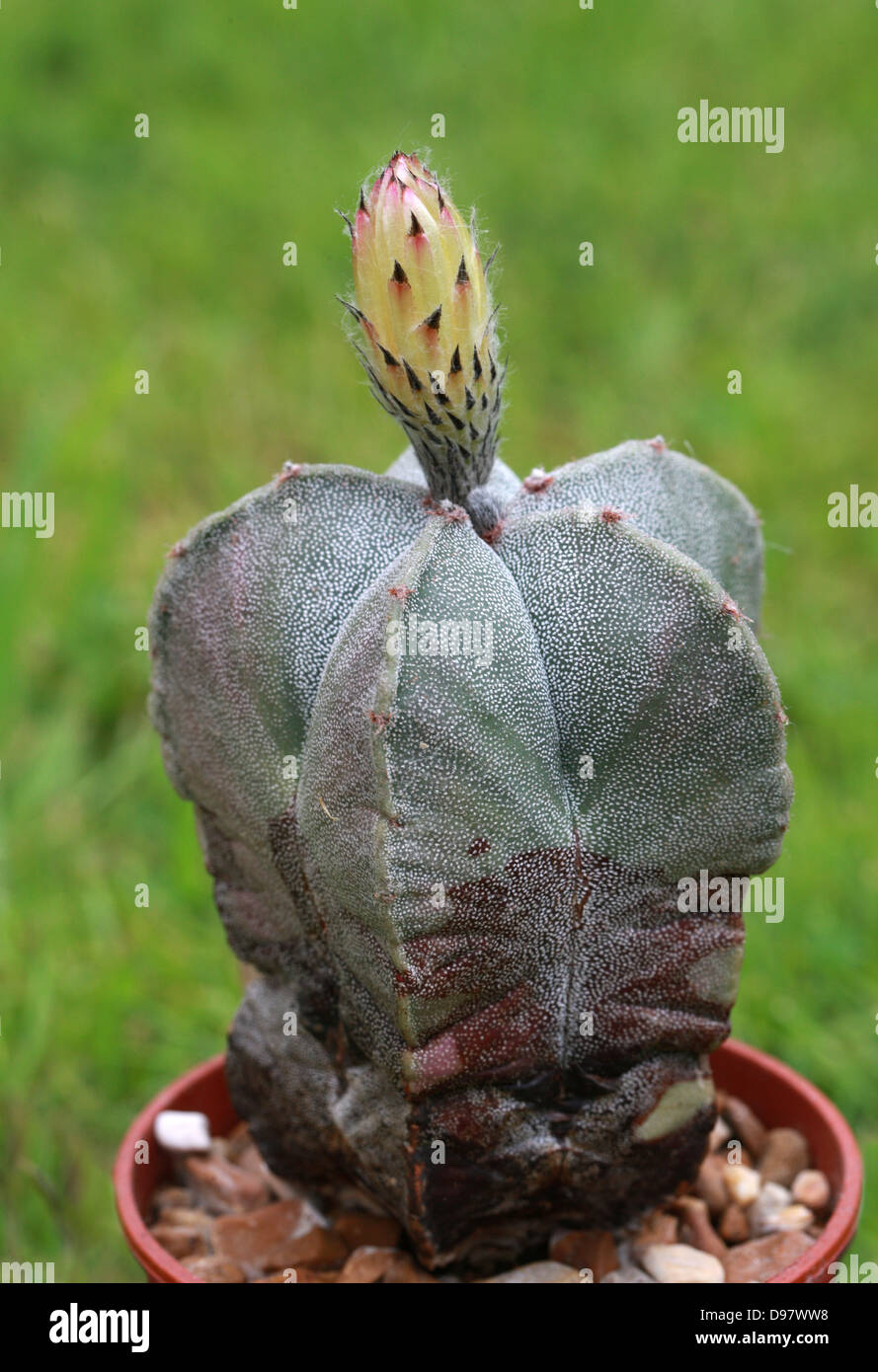 Il vescovo cappuccio del cactus, Astrophytum Myriostigma, Cactaceae. Foto Stock