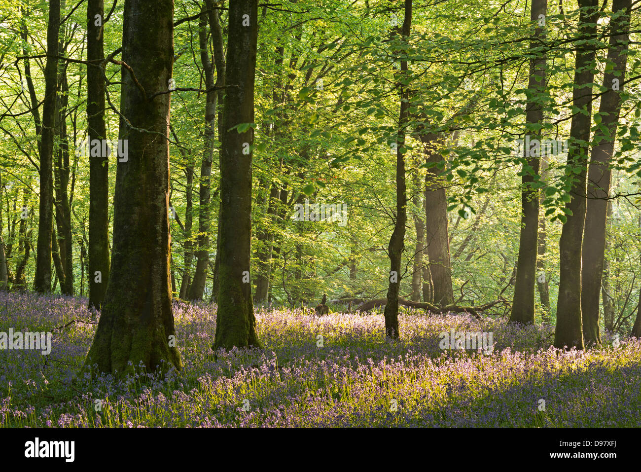 Bluebells fioritura in un bosco, Parco Nazionale di Exmoor, Devon, Inghilterra. Foto Stock