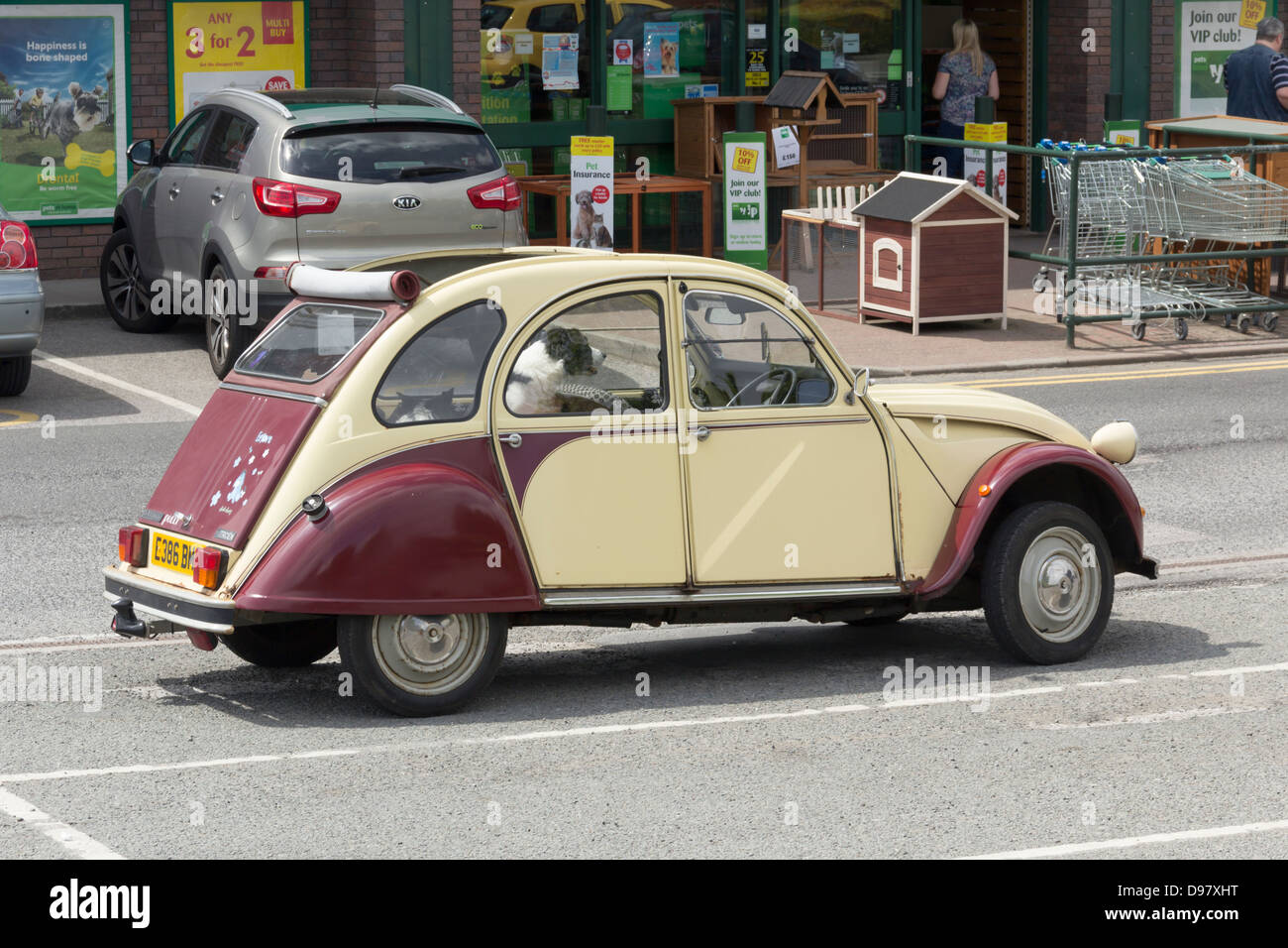 Citroen 2CV6 speciale in marrone e crema corpo lavorare con tetto aperto e un cane di seduta all'interno. Foto Stock