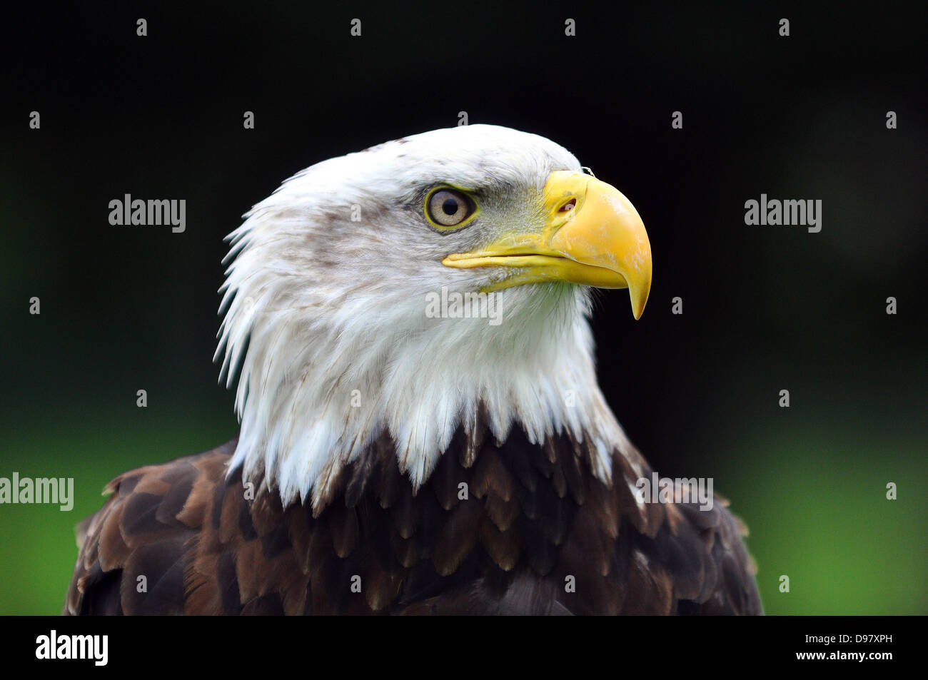 Aquila calva cercando pregare Foto Stock