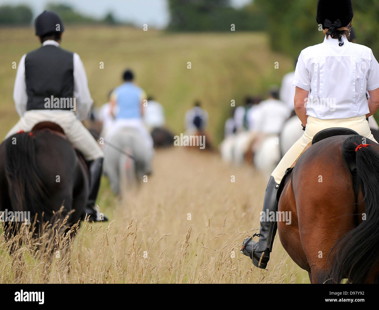 Horse piloti in erba lunga Foto Stock