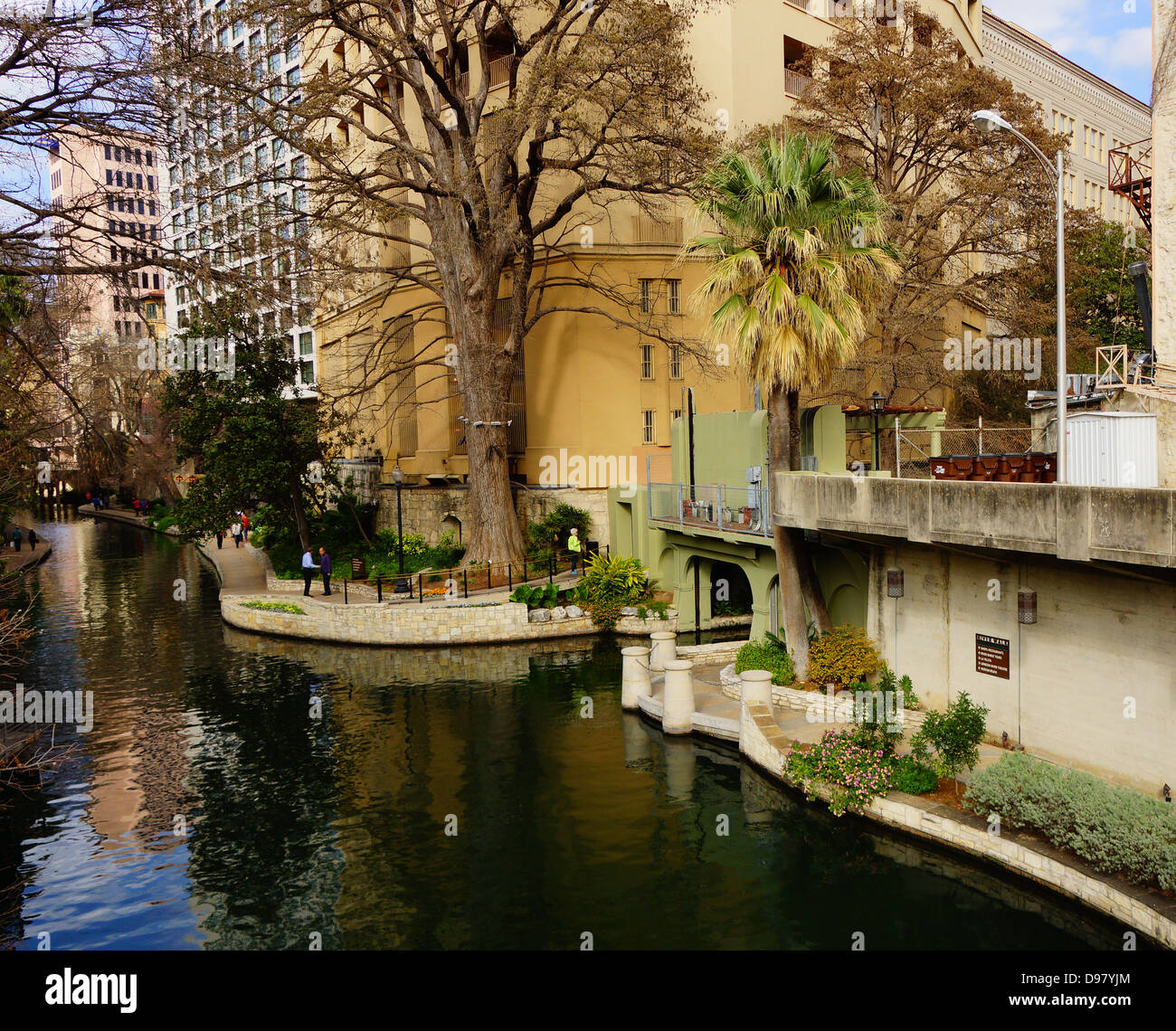 Un albero dal lungofiume di San Antonio Texas Foto Stock