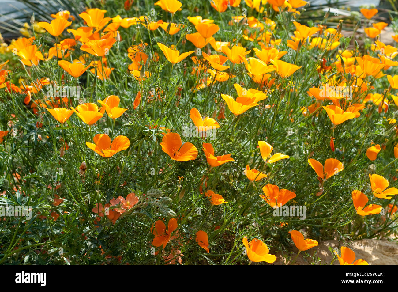Eschscholzia californica, California, papavero papavero dorato, luce del sole della California, coppa d'oro Foto Stock