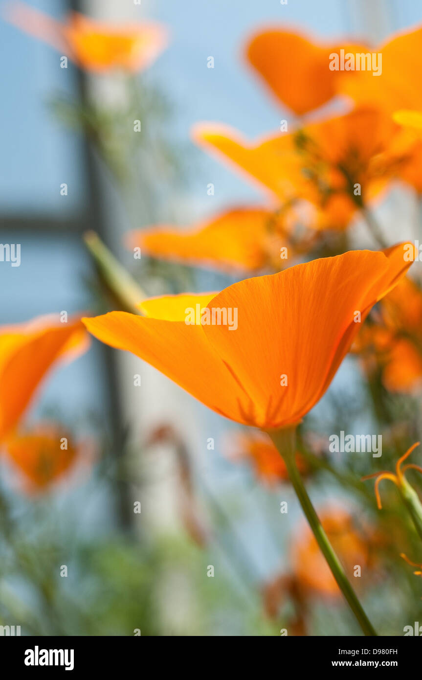 Eschscholzia californica, California, papavero papavero dorato, luce del sole della California, coppa d'oro Foto Stock