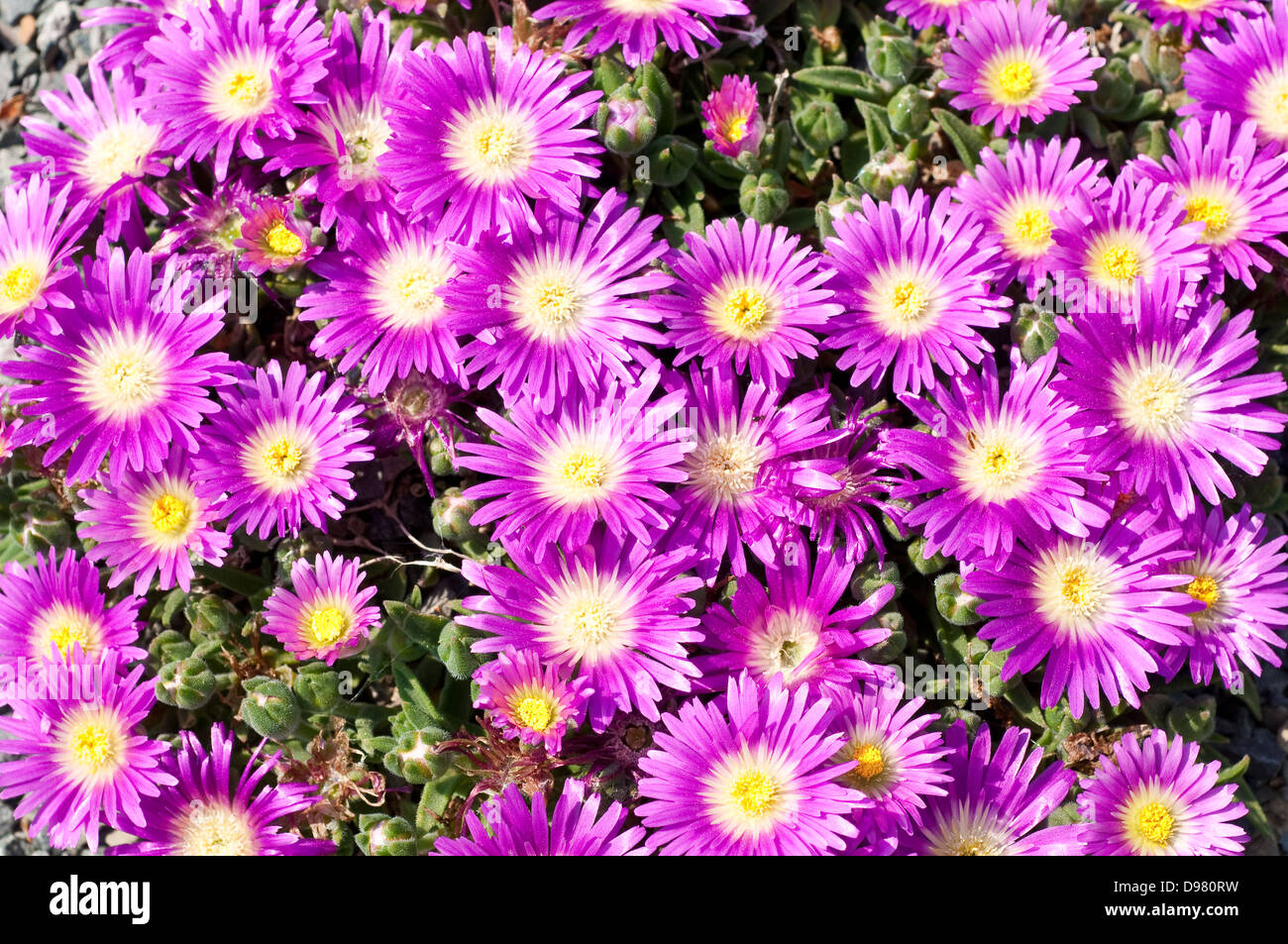 Delosperma sutherlandii, nome comune Sutherland Hardy Iceplant Foto Stock