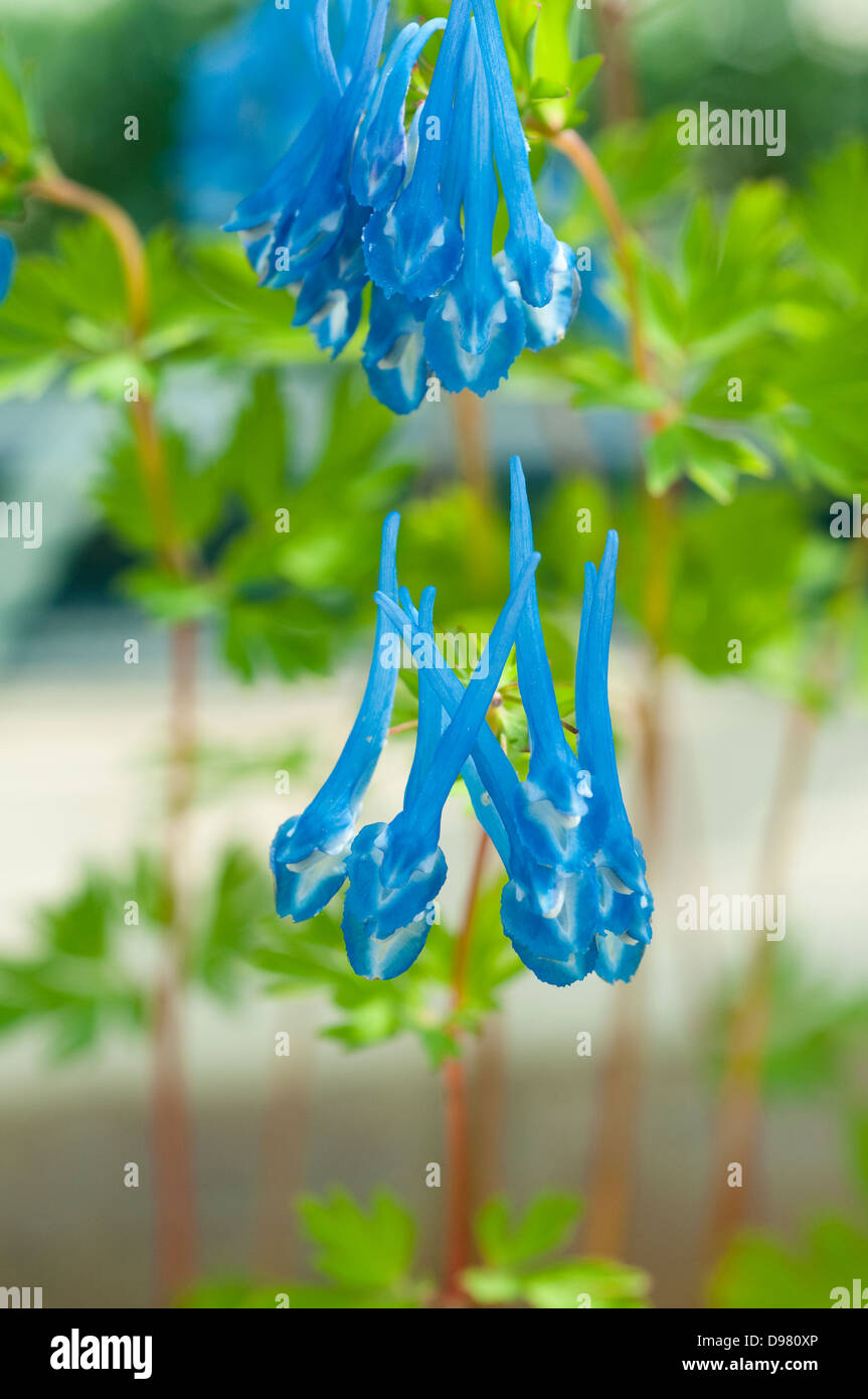 Corydalis 'Craigton Blue' Foto Stock