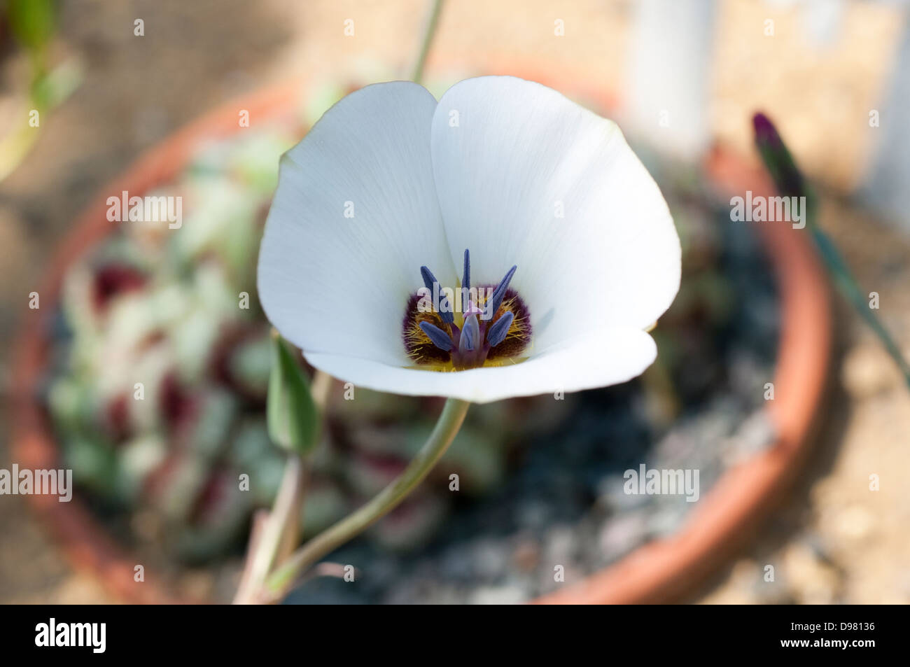 Calochortus invenustus, Pianura mariposa lily Foto Stock