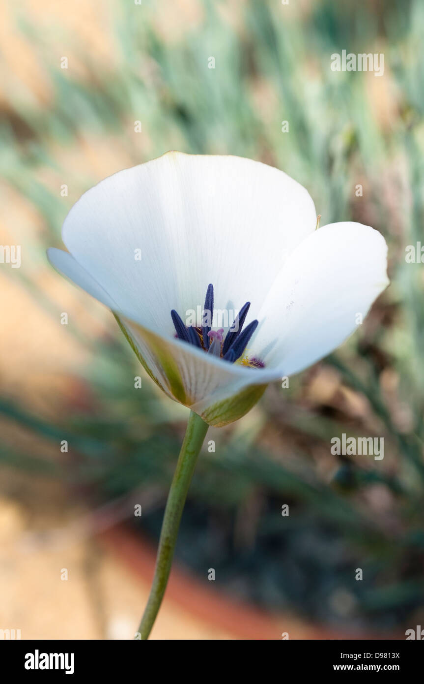 Calochortus invenustus, Pianura mariposa lily Foto Stock