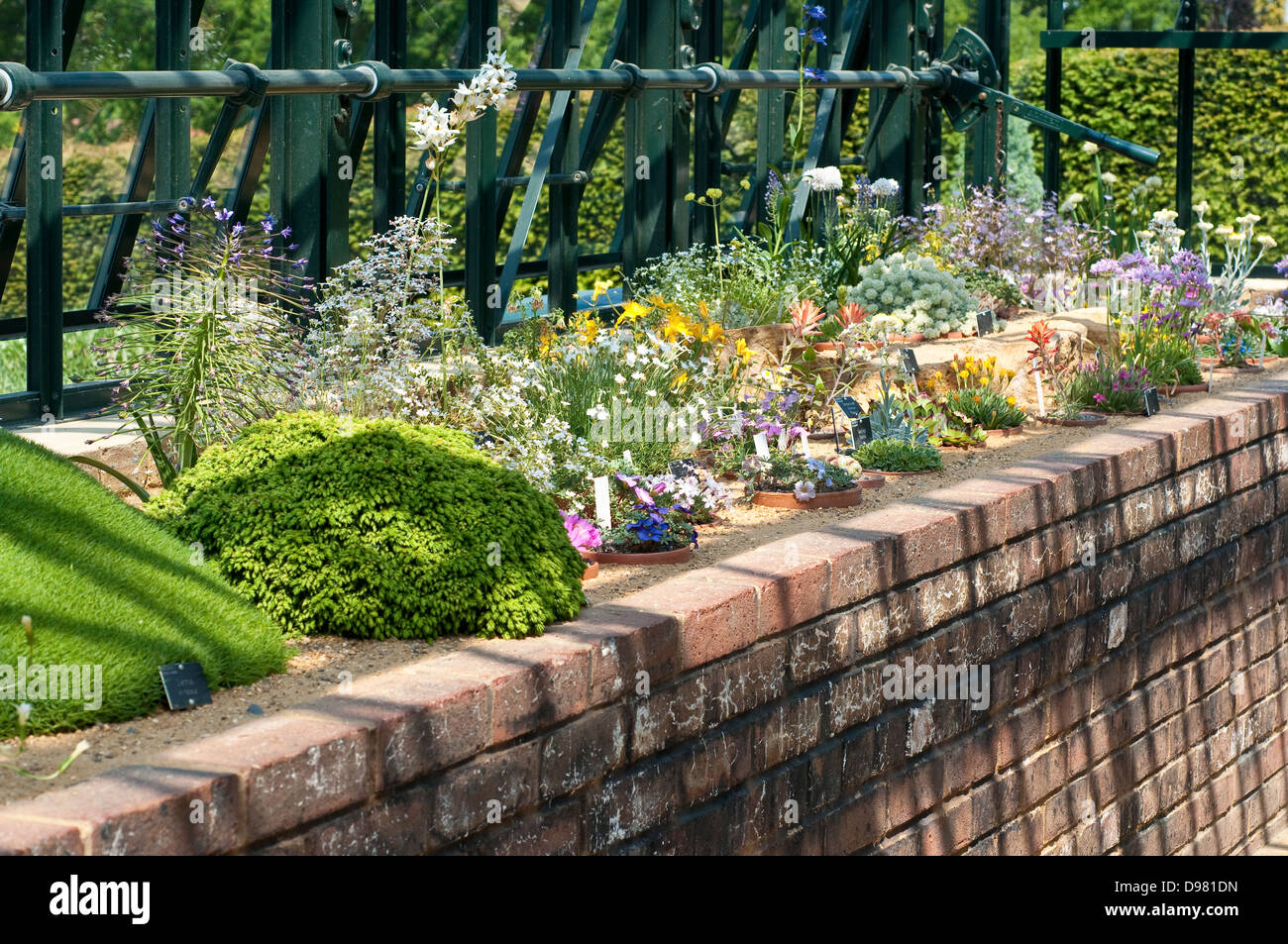Alpine flora di montagna in una serra Foto Stock