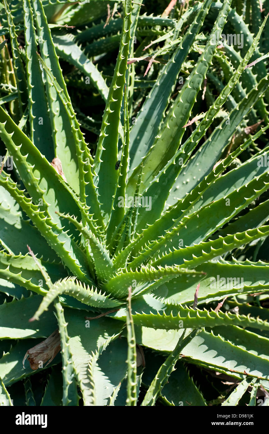 Aloe aloe spinosissima immagini e fotografie stock ad alta risoluzione ...