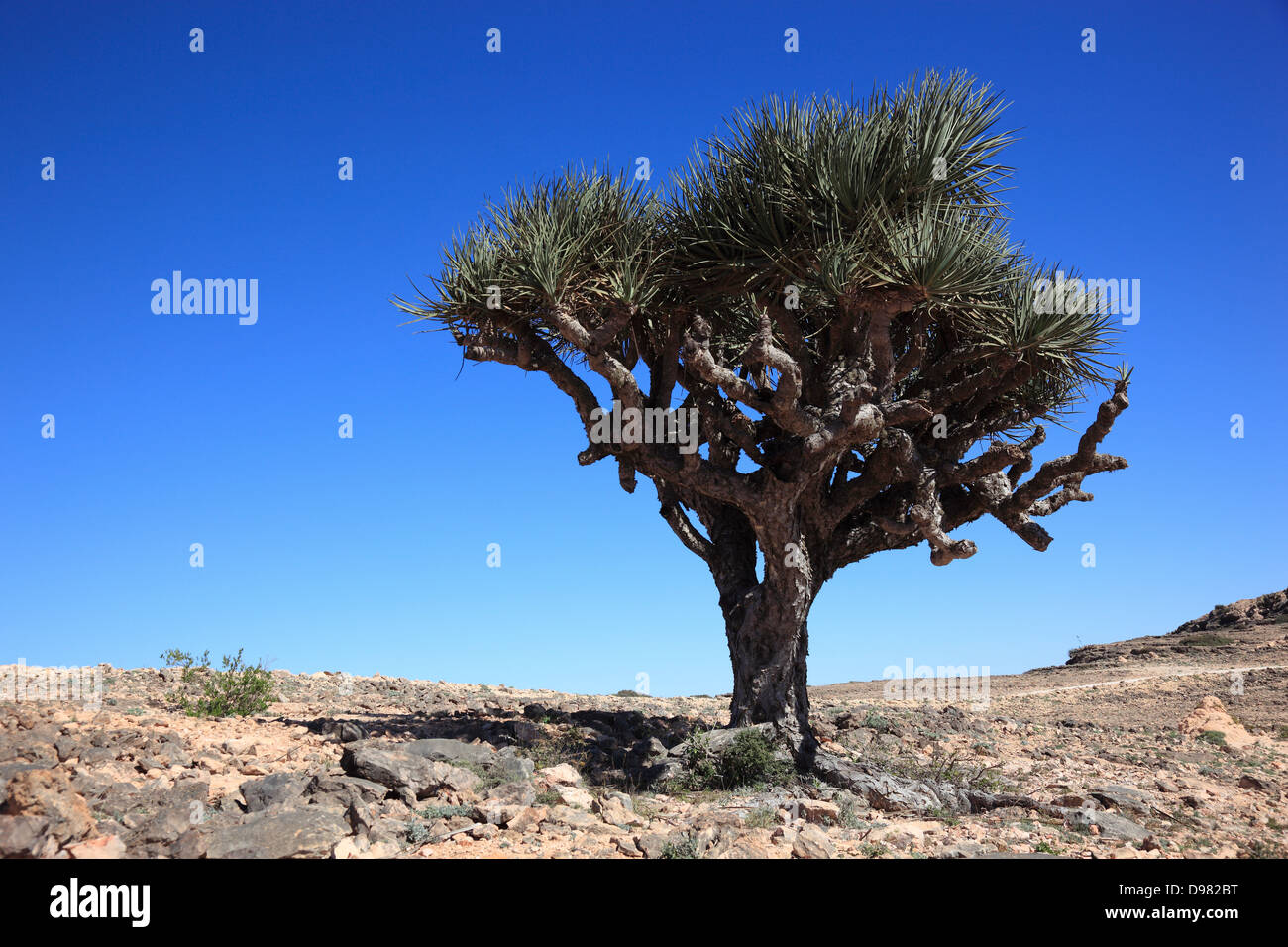 Drago albero di sangue, scenario della sponda meridionale del Dhofar, Jabal al-Qamar, Oman Foto Stock
