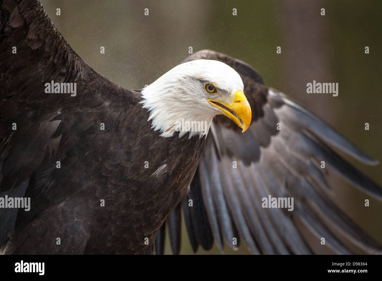 Un bellissimo American aquila calva come cerca le prede. Foto Stock