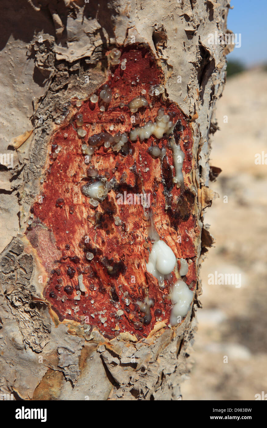 Wadi Dawqah, incenso tree culture, patrimonio culturale mondiale dell UNESCO / erede naturale, Boswellia Sacra Carterii, con Salalah, Oman Foto Stock