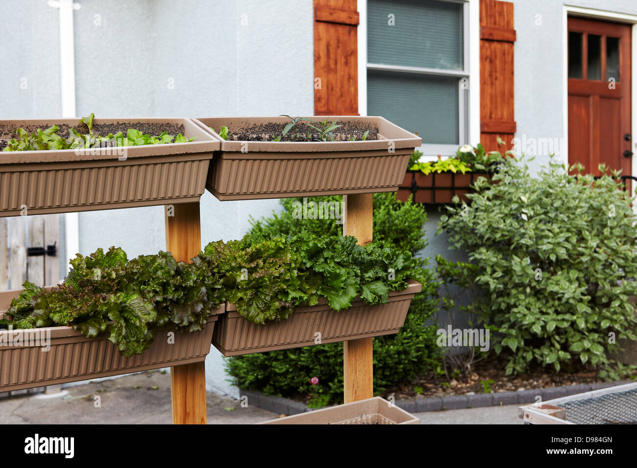 Giardino urbano nel cortile anteriore di casa a Minneapolis, MN, Minnesota Foto Stock