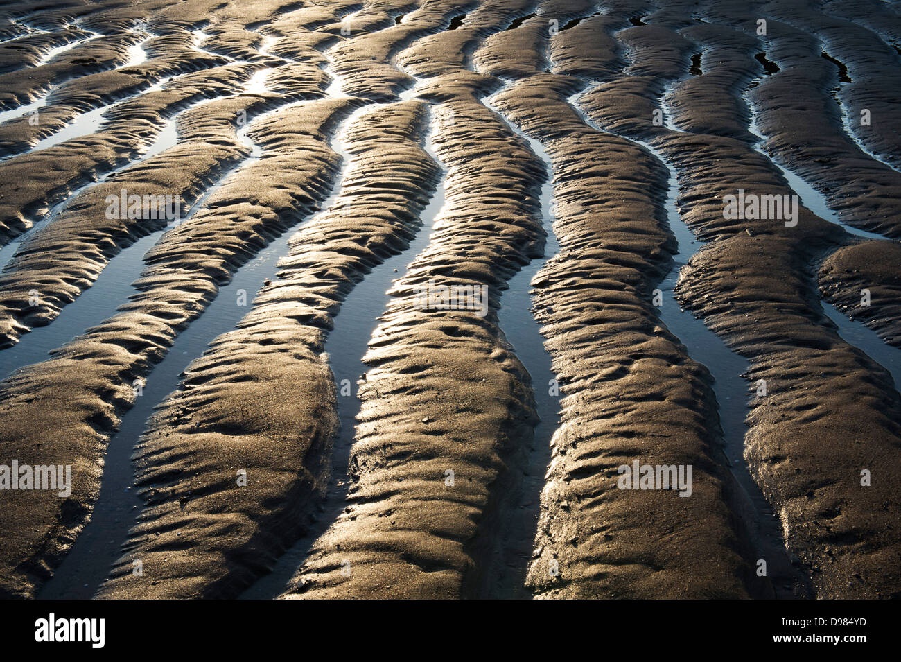 Increspata sabbia e acqua di mare sulla spiaggia al tramonto pattern. Devon, Inghilterra Foto Stock