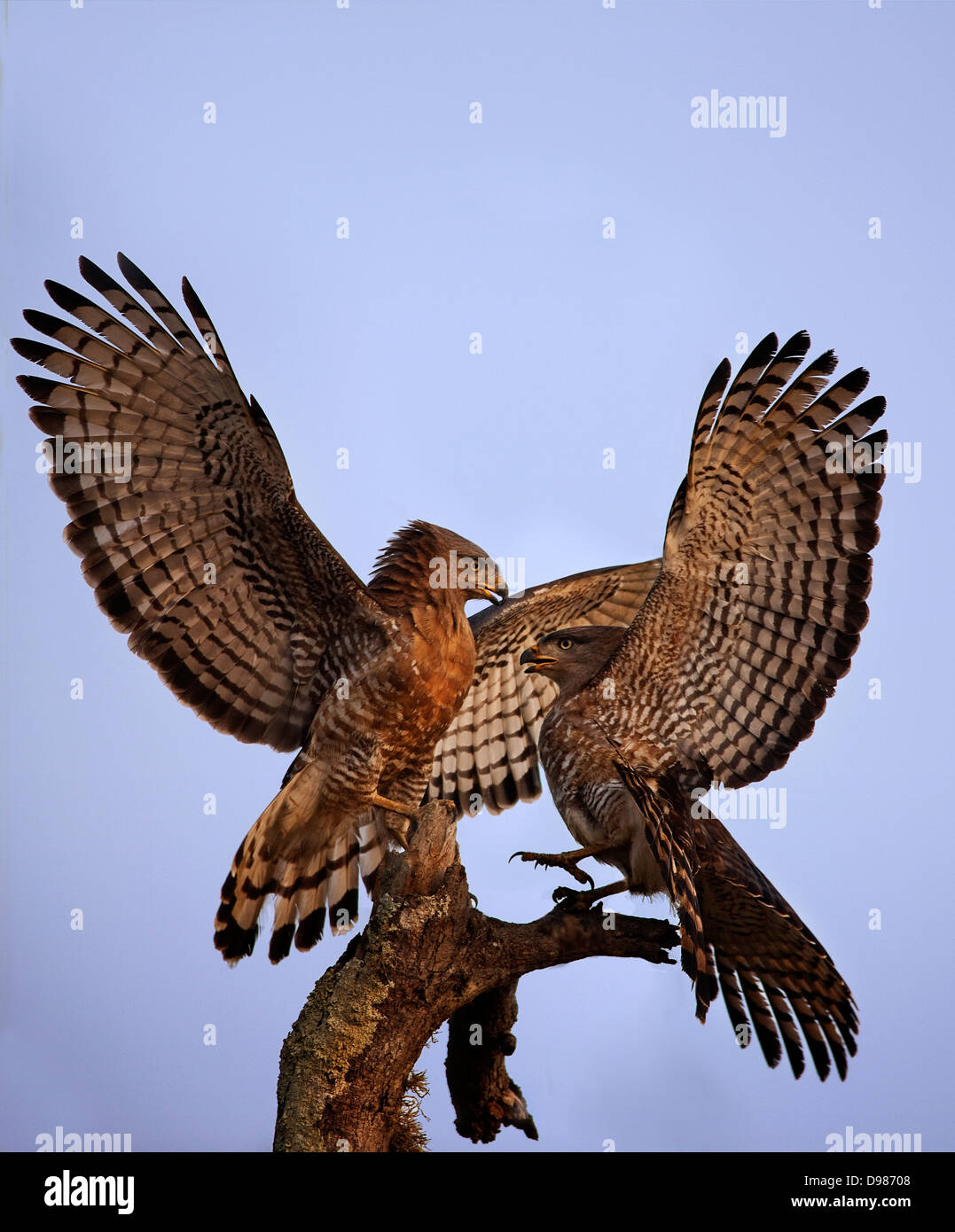 Southern Snake-Eagles nastrati impegnativo per un albero alto pesce persico, Phinda Game Reserve, Sud Africa Foto Stock