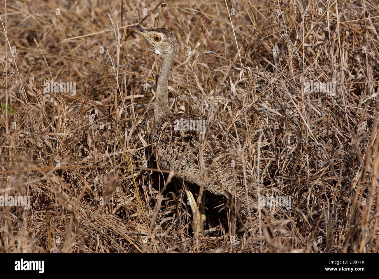 Phinda Game Reserve, ben mimetizzata tarabuso, Sud Africa Foto Stock