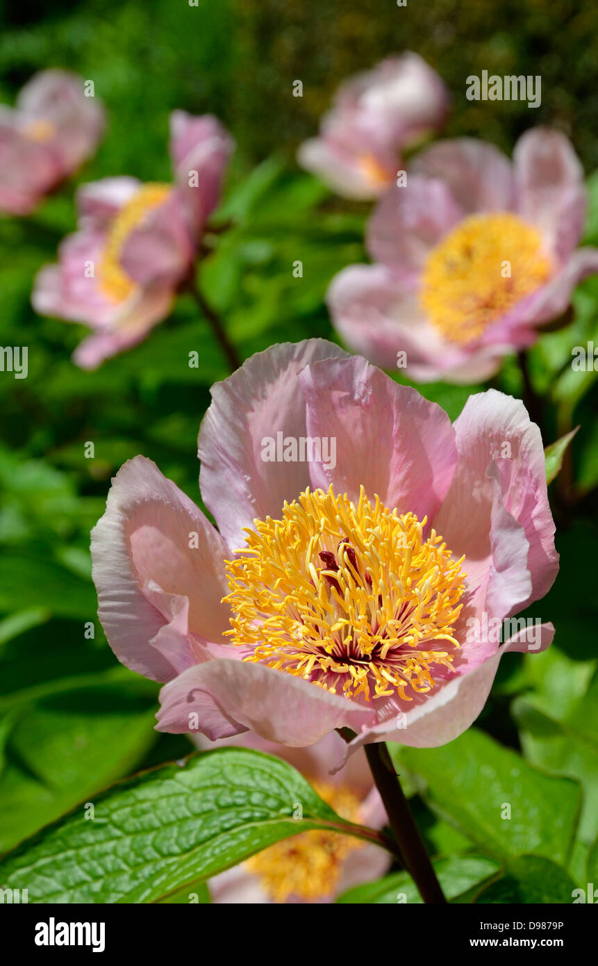 Paeonia lactiflora (Cinese peonia o giardino comune peonia con pallidi petali di rosa. Cultivar esatto o ibrido non noto. Foto Stock