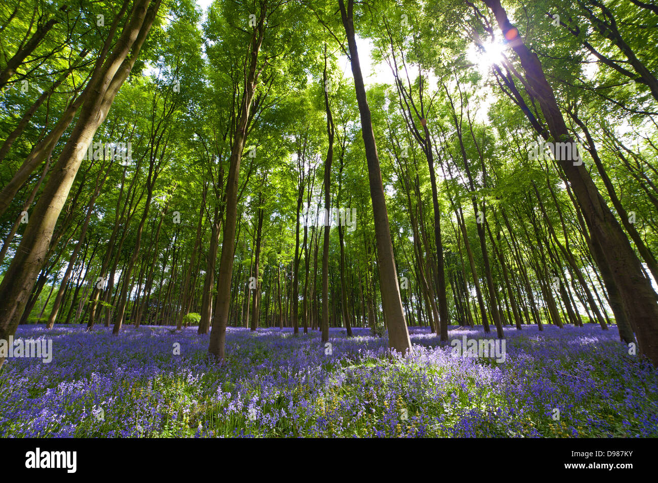 Bluebells a Michedever legno in Hampshire prese al livello del suolo utilizzando un estremo lente grandangolare e tiro Contre Jour Foto Stock