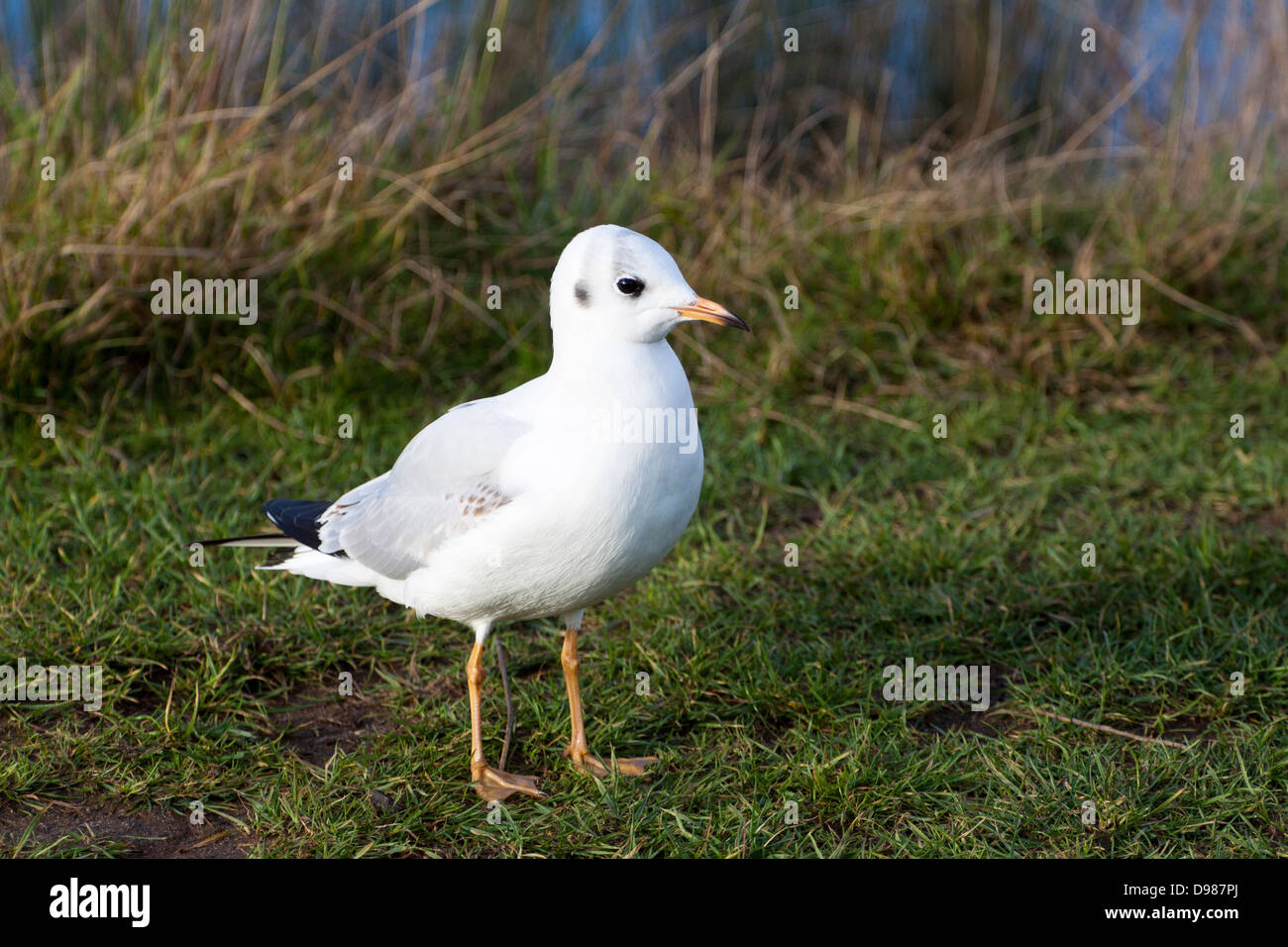 Testa nera gabbiano, Chroicocephalus ridibundus, England, Regno Unito Foto Stock