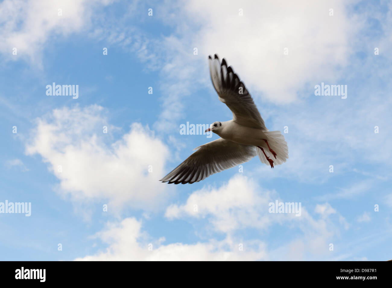 Testa nera gabbiano, Chroicocephalus ridibundus battenti contro un cielo blu, England, Regno Unito Foto Stock