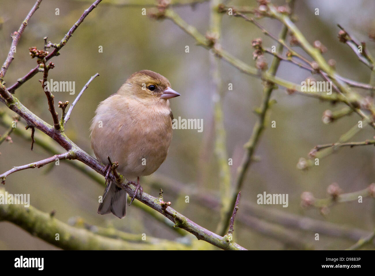 Femmina, fringuello Fringilla coelebs, appollaiato su un albero, Rutland, England, Regno Unito Foto Stock