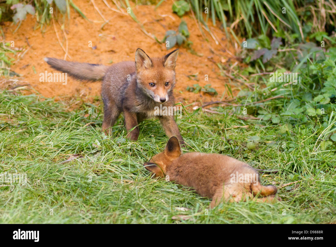 Due giovani Red Fox Cubs, Vulpes vulpes, Kent, England, Regno Unito Foto Stock
