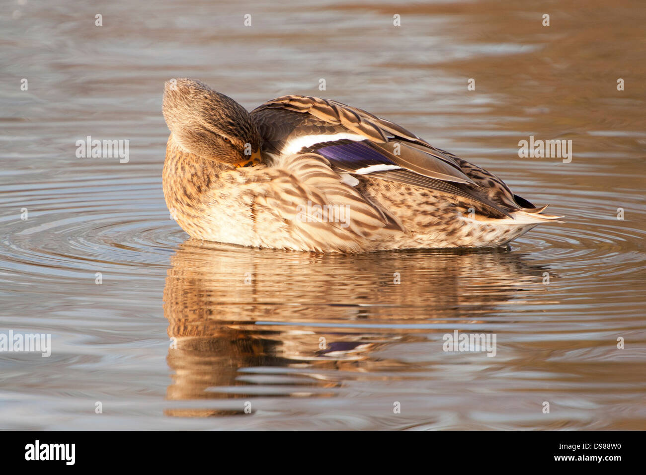 Femmina Mallard duck, Anas platyrhynchos, Surrey, England, Regno Unito Foto Stock