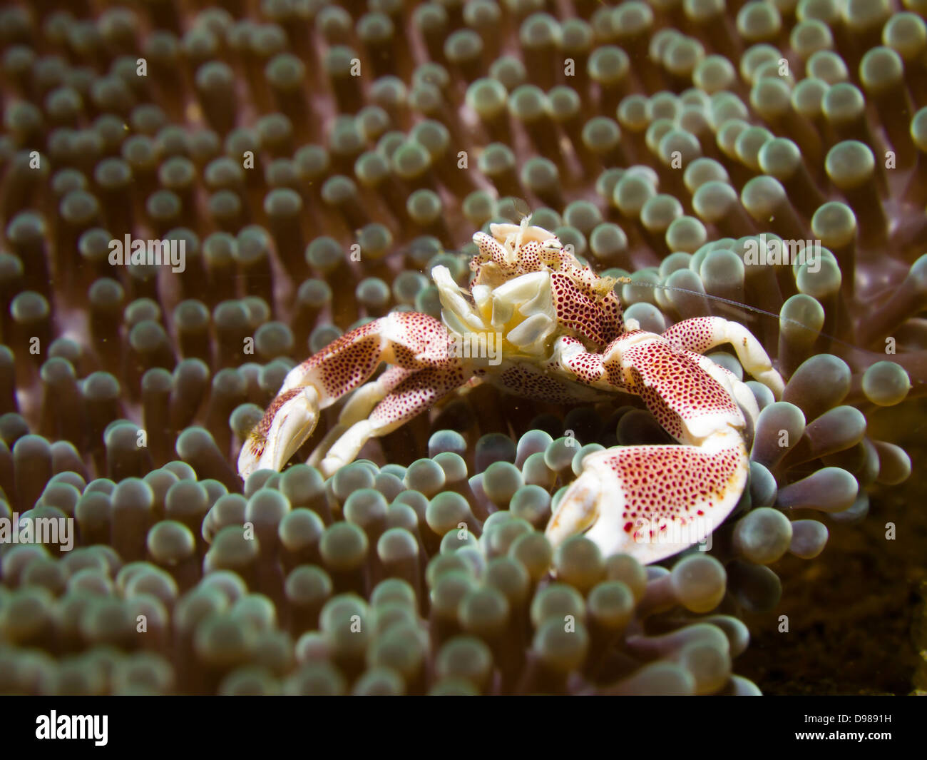 Il granchio porcellana - Neopetrolisthes maculatus su anemone, Ambon in Indonesia Foto Stock