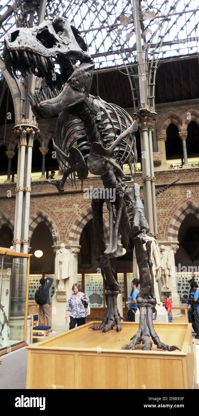 Tyrannosaurus rex. Cast di uno scheletro da 65 milioni di anni di età cretaceo superiore Hell Creek formazione di Harding paese, Dakota del Sud, Stati Uniti d'America. Foto Stock