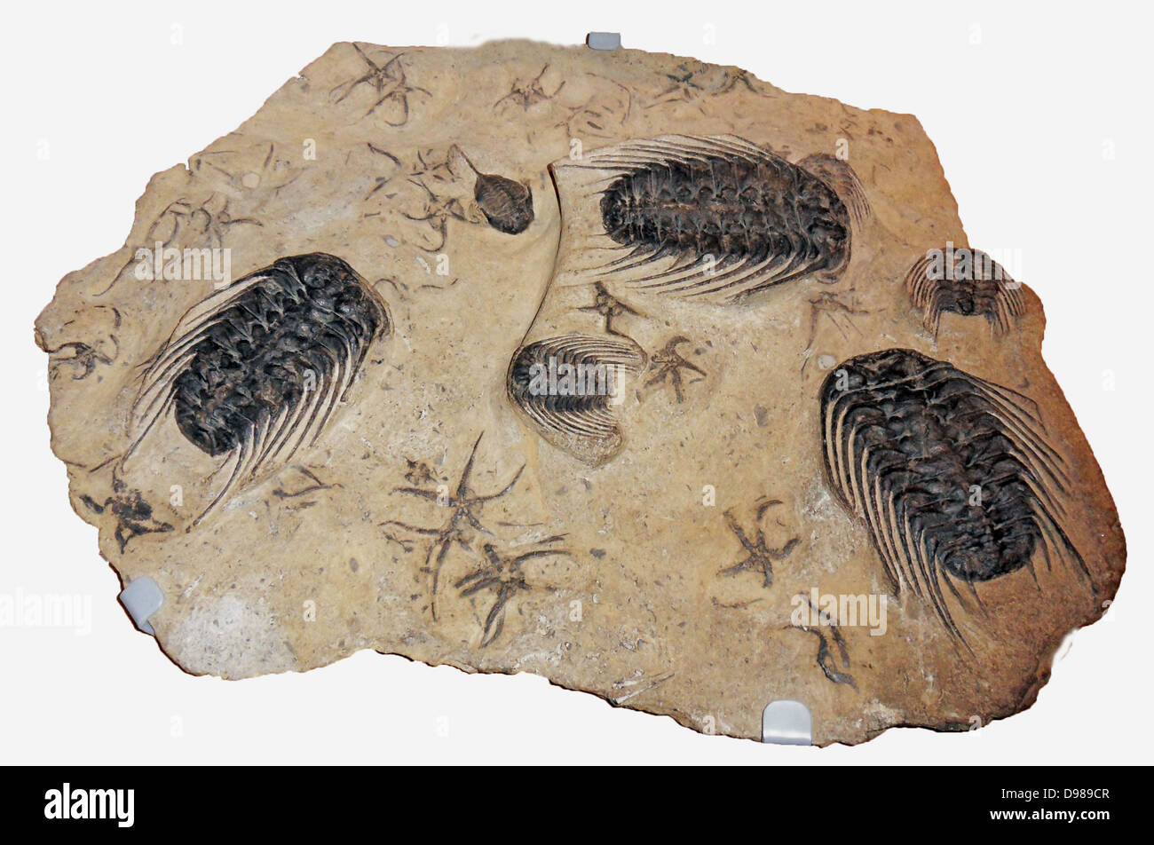 450 milioni di anni Selenopeltis trilobiti e Dalamanitina con fragili stelle Foto Stock