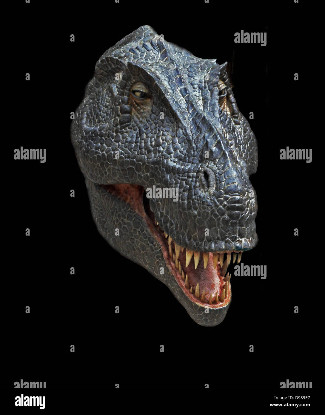 La ricostruzione della testa del tardo Cretaceo dinosaur Tyrannosaurus rex Foto Stock