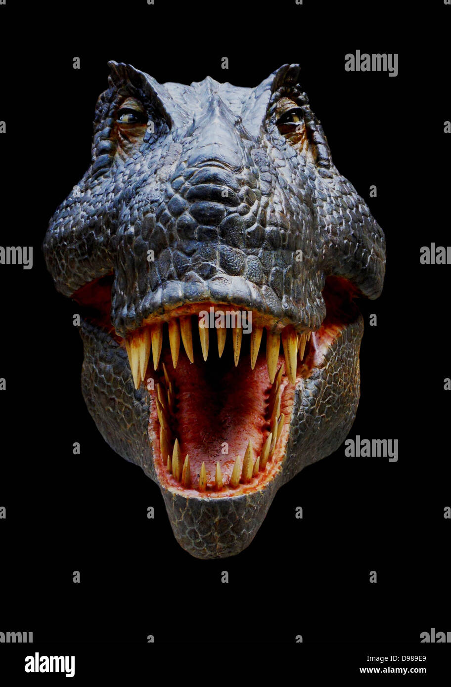La ricostruzione della testa del tardo Cretaceo dinosaur Tyrannosaurus rex Foto Stock